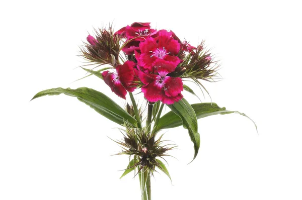 Sweet William Flowers Foliage Isolated White Stock Picture