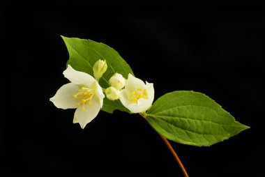 Çiçekler ve yapraklar siyaha karşı izole edilmiş.