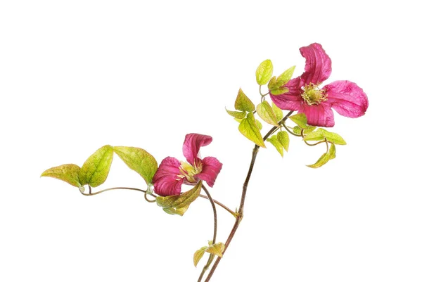 海格利花和叶子与白色相隔离的两株铁线莲 — 图库照片