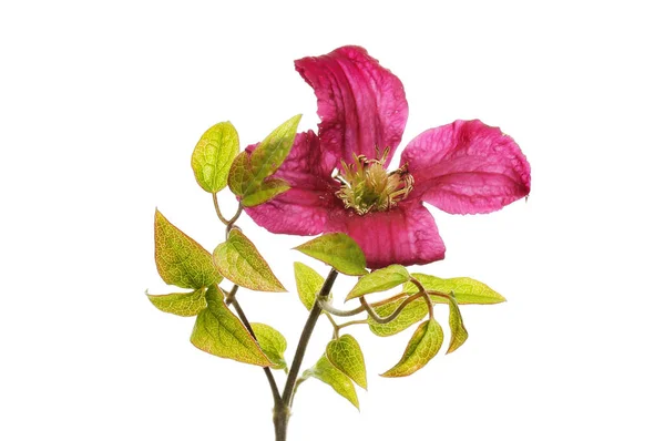 Clematis Hadley Hybrid Flower Foliage Isolated White — Stock fotografie