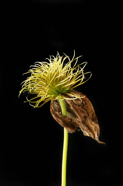 Dried Clematis Flower Isolated Black — Stock Photo, Image