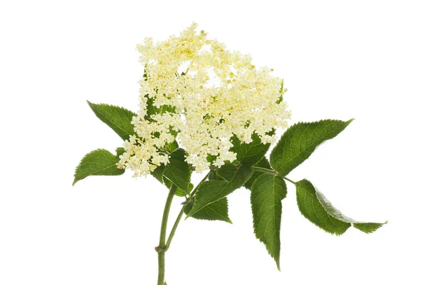 Holunderblüte Sambucus Nigra Blüte Und Laub Gegen Weiß Isoliert — Stockfoto