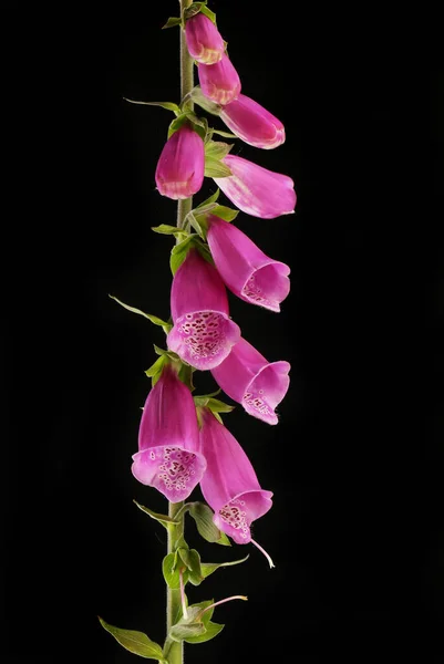 Foxgloves Цветы Черном Фоне — стоковое фото