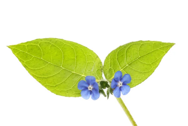 Closeup Green Alkanet Flowers Foliage Isolated White — Stock Photo, Image