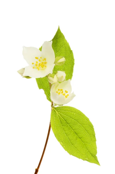 白に対して隔離されたフィラデルフスの花と葉 — ストック写真