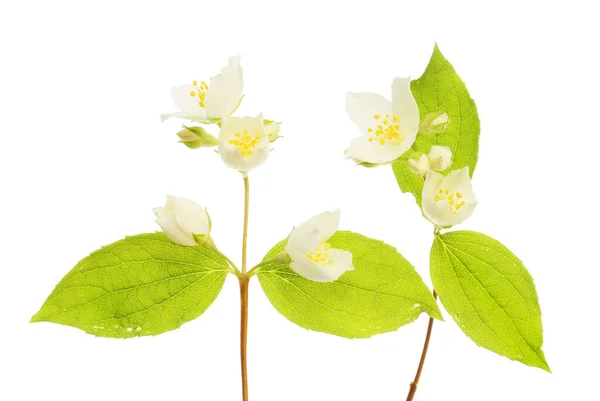 Philadelphus Mock Orange Flowers Foliage Isolated White — Stock Photo, Image