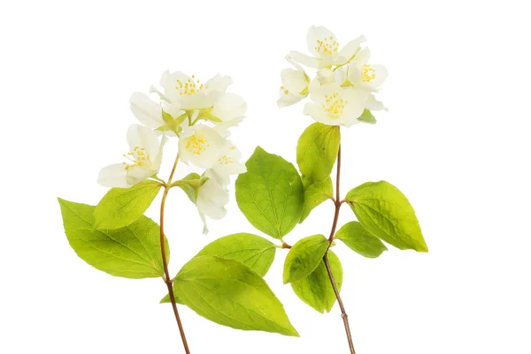 Philadelphus Blüten Und Laub Isoliert Gegen Weiß — Stockfoto