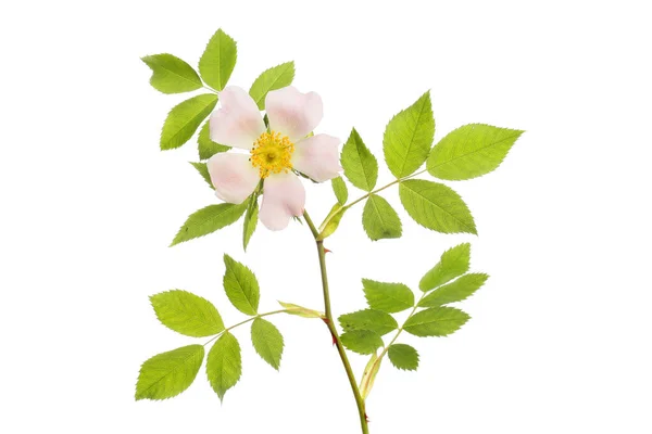 Single Dog Rose Flower Foliage Isolated White — Stock Photo, Image