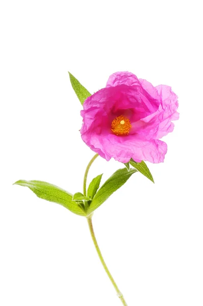 Single Rock Rose Flower Foliage Isolated White — Stockfoto