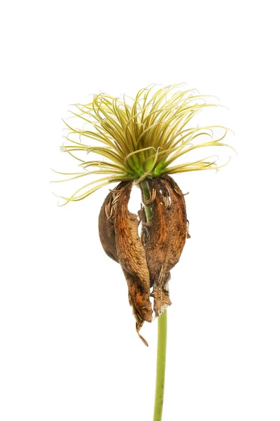 Spent Dried Clematis Flower Isolated White — Foto de Stock