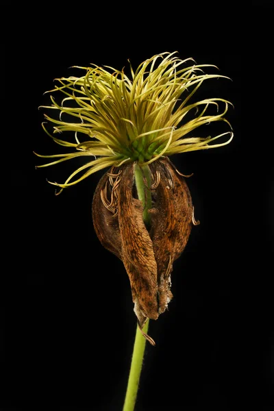 Dried Clematis Flower Isolated Black — Photo