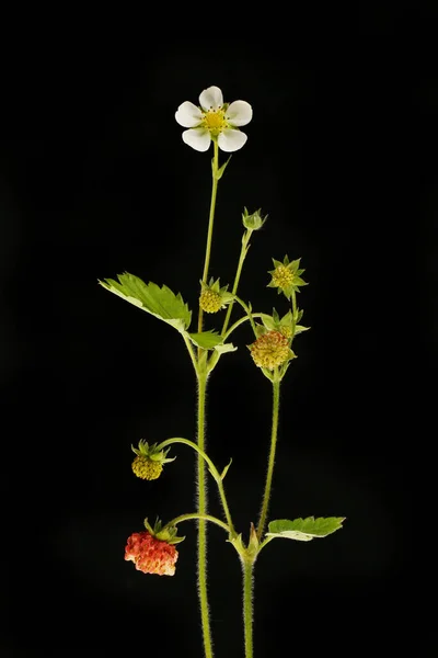 Wild Strawberry Plants Isolated Black — Fotografia de Stock