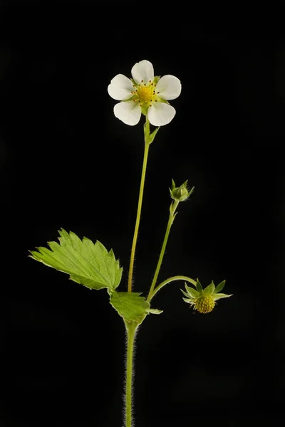 Wild Strawberry Plant Isolated Black — Stockfoto