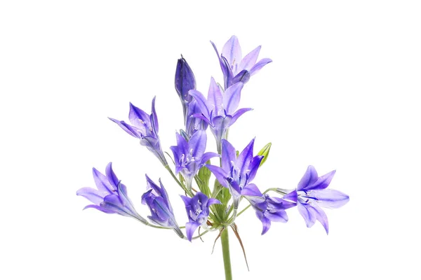 Gigli Tripletta Triteleia Laxa Fiori Isolati Contro Bianco — Foto Stock