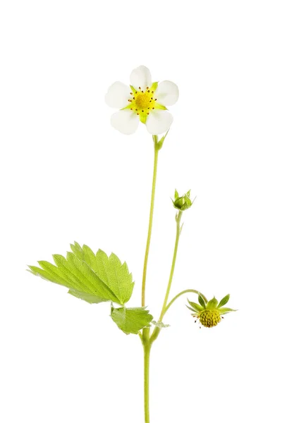 Wild Strawberry Plant Isolated White — Zdjęcie stockowe