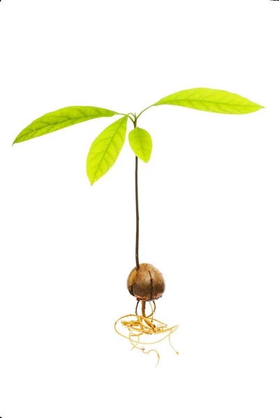 Avocado Persia Americana Seedling Parted Pit Roots Isolated White — Stock Photo, Image