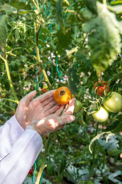 Scientist examines and working on tomatoes on the research and development greenhouse. Genetically modified vegetables in the laboratory