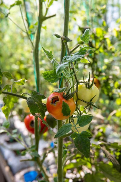 Rotten Diseased Tomatoes Research Development Greenhouse Genetically Modified Vegetables Laboratory — Fotografia de Stock