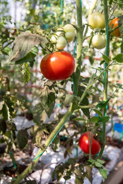 Tomatoes Research Development Greenhouse Genetically Modified Vegetables Seed Breeding Laboratory — Fotografia de Stock