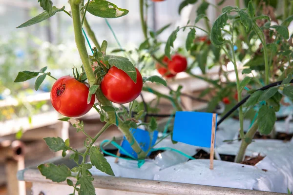 Rotten diseased tomatoes on the research and development greenhouse. Genetically modified vegetables in the laboratory