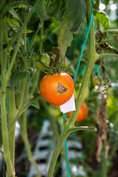 Rotten diseased tomatoes on the research and development greenhouse. Genetically modified vegetables in the laboratory