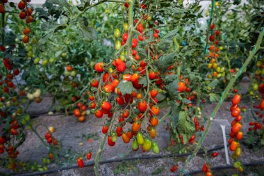 Red ripe tomatoes in the greenhouse.  Tomato farm or tomato plants in the farm. 