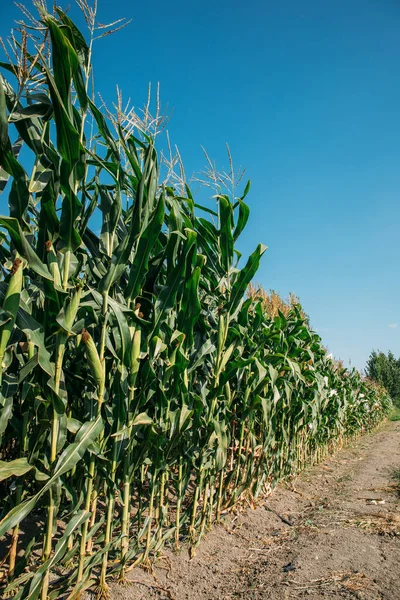 Corn plants in the cornfield. Ripe Corns in the farm.