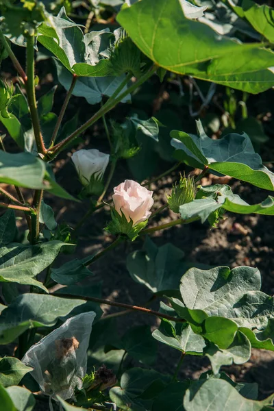 Cotton plants in the farm. Cotton flower in the cotton field.