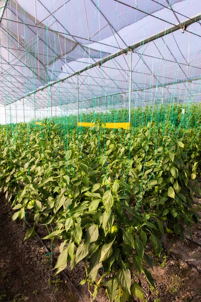 Pepper Plants in the pepper farm or field. chili peppers in the farm
