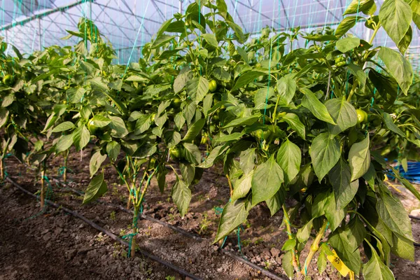 Pepper Plants in the pepper farm or field. chili peppers in the farm