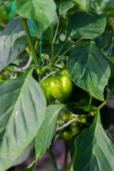 Pepper Plants in the pepper farm or field. chili peppers in the farm