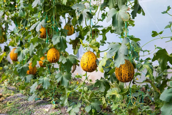 Yellow Ripe Sweet Melons Greenhouse Melon Farm Plants Field — Stock Photo, Image