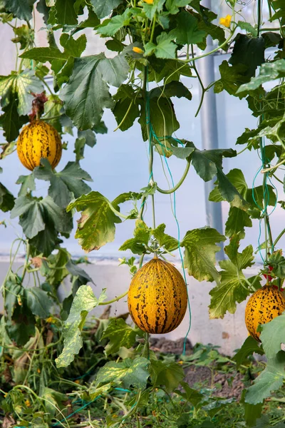 Yellow, ripe and sweet Melons in the greenhouse. Melon farm or plants in the field.