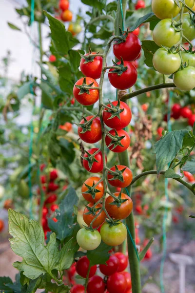 Red ripe tomatoes in the greenhouse.  Tomato farm or tomato plants in the farm.