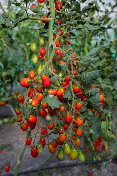 Red ripe tomatoes in the greenhouse.  Tomato farm or tomato plants in the farm.