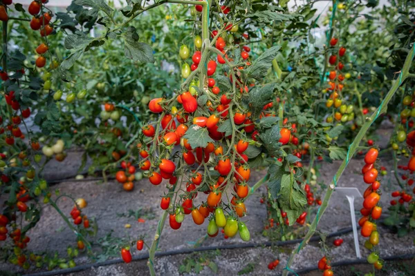 Red ripe tomatoes in the greenhouse.  Tomato farm or tomato plants in the farm.