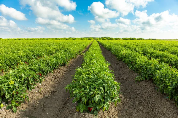 Red Pepper Plants in the pepper farm or field. Capia or chili red peppers in the farm