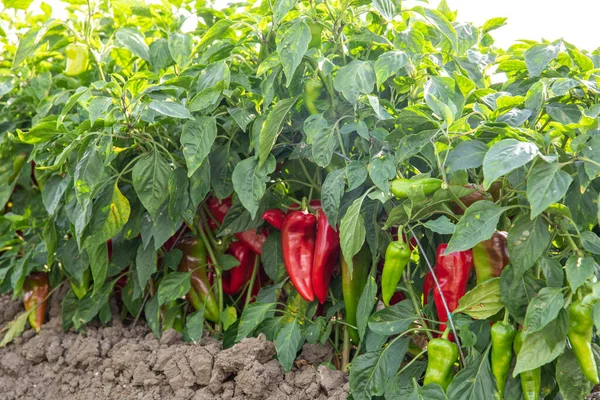 Red Pepper Plants in the pepper farm or field. Capia or chili red peppers in the farm