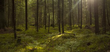 Yeşil ormanda güneş ışığı, bahar zamanı.