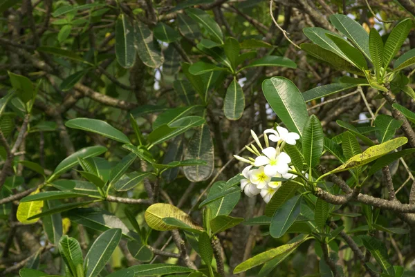 Τοπικές ποικιλίες λουλουδιών στο Μπαλί — Φωτογραφία Αρχείου