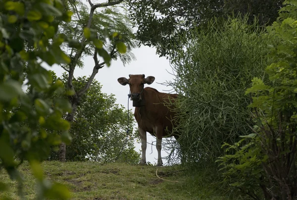 Vaca balinesa — Foto de Stock