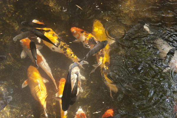 Peces de estanque multicolor "Peces koi " — Foto de Stock