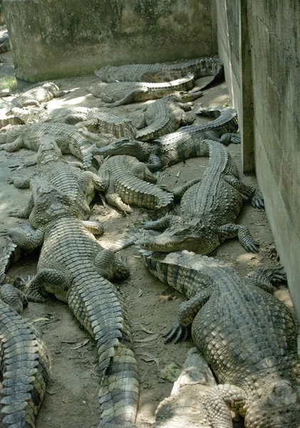 Viele große Krokodile — Stockfoto