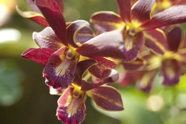Tay Orkide — Stok fotoğraf