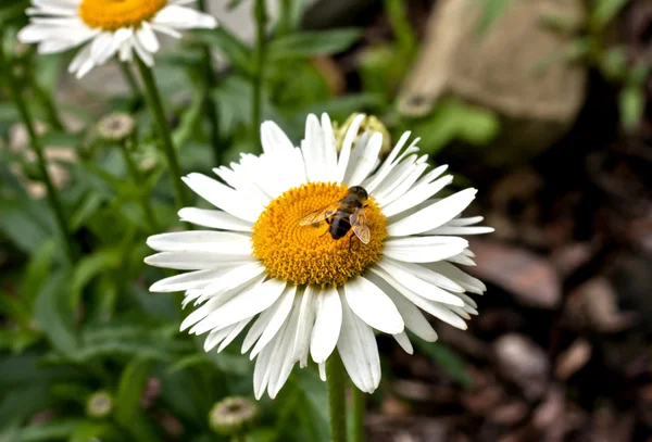 Gänseblümchen - mit Biene — Stockfoto