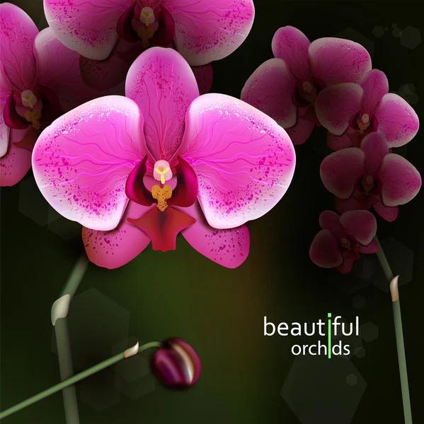 Paarse orchidee bloem. — Stockvector