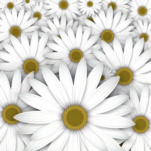 Field of white daisy flowers. — Stock Vector