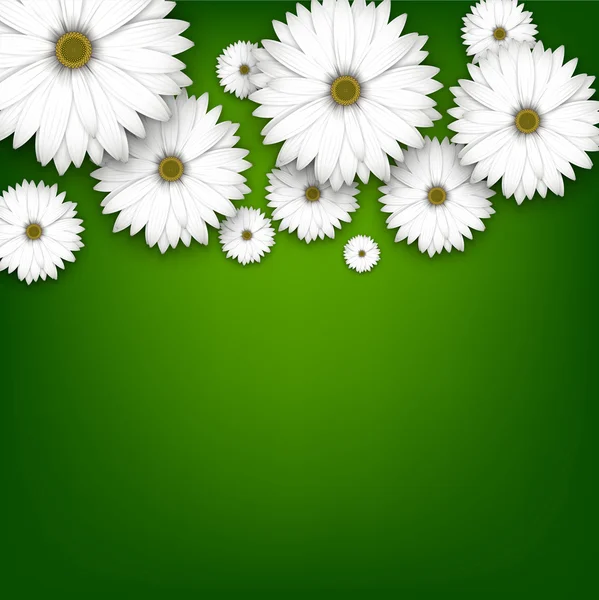 Feld weißer Gänseblümchen auf grünem Grund. — Stockvektor