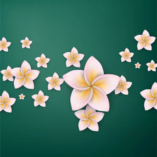 Pink plumeria (frangipani) flower background. — Stock Vector