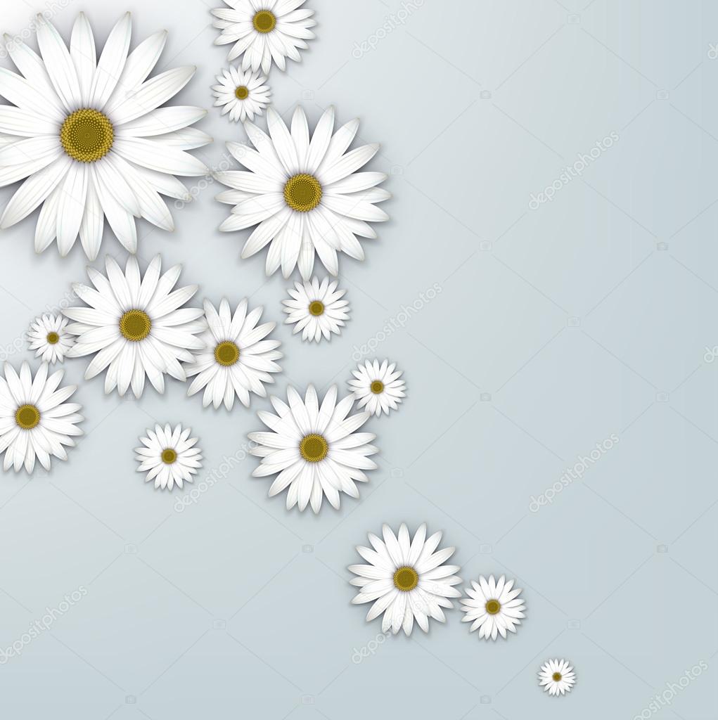 Field of white daisy flowers.